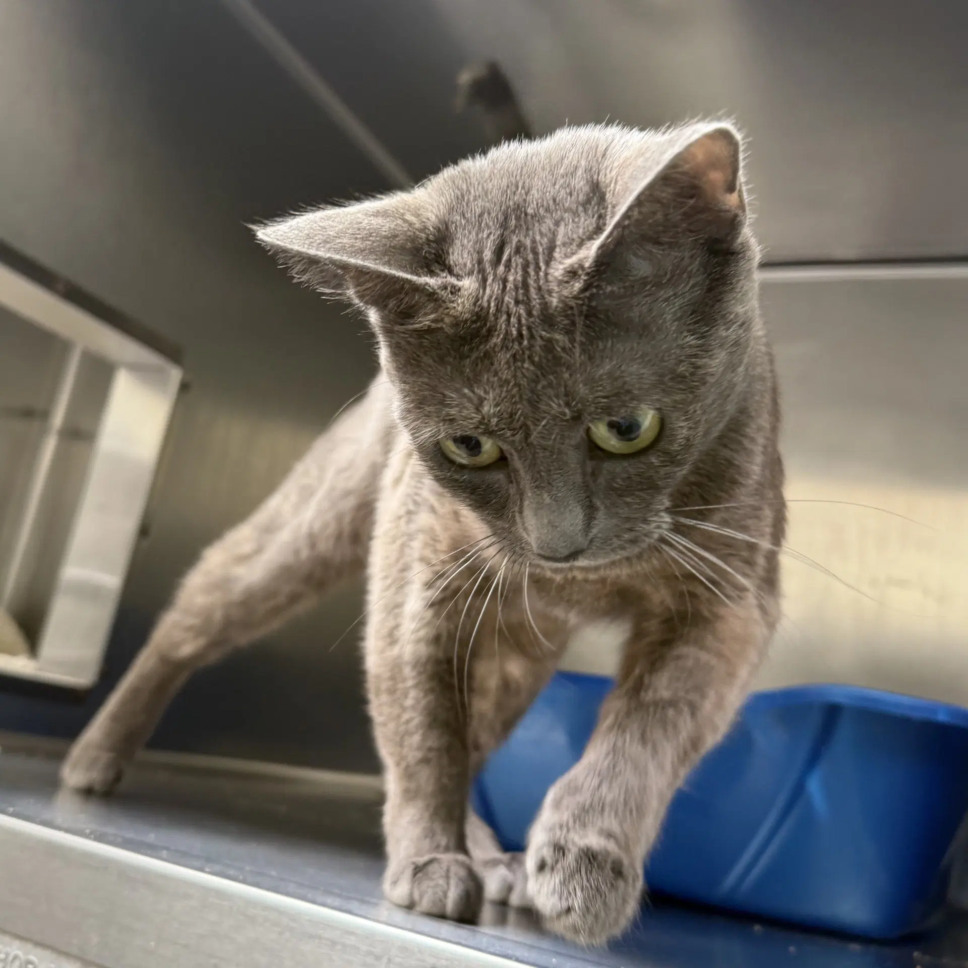 Mim - Domestic Short Hair