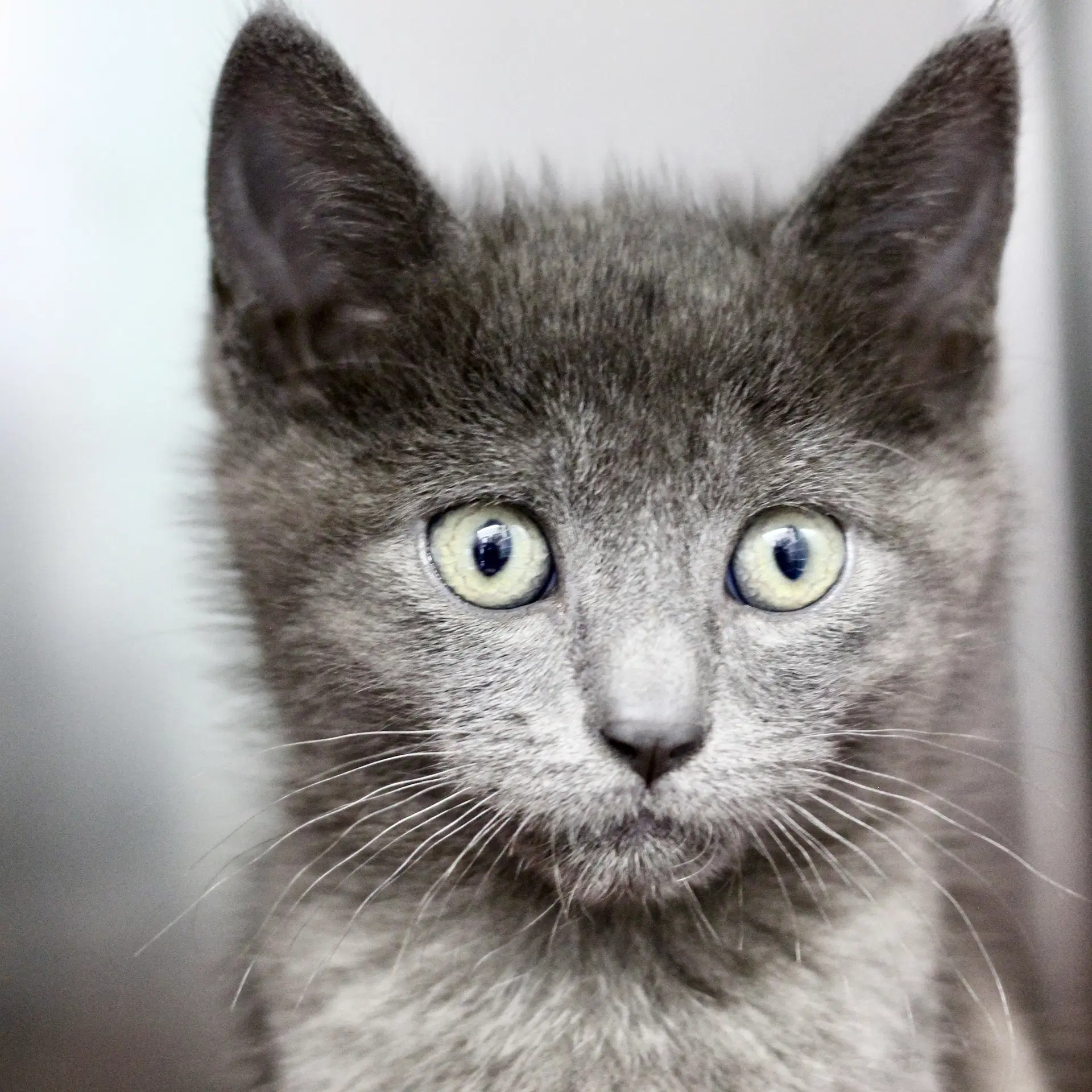 George - Domestic Short Hair