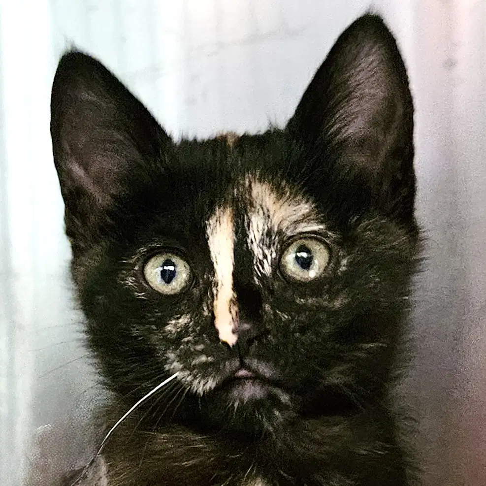 Lily - Domestic Short Hair