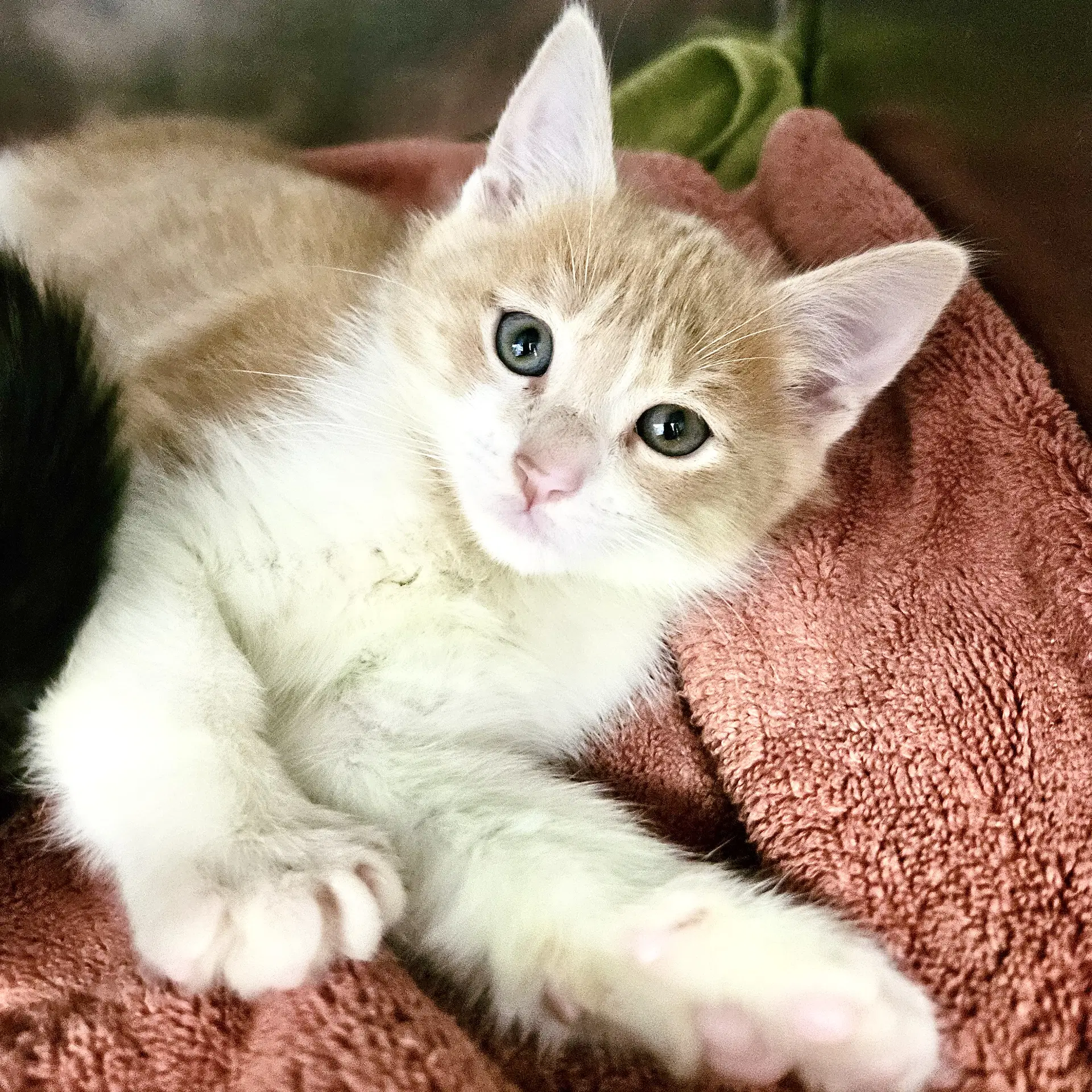 Mopple - Domestic Short Hair