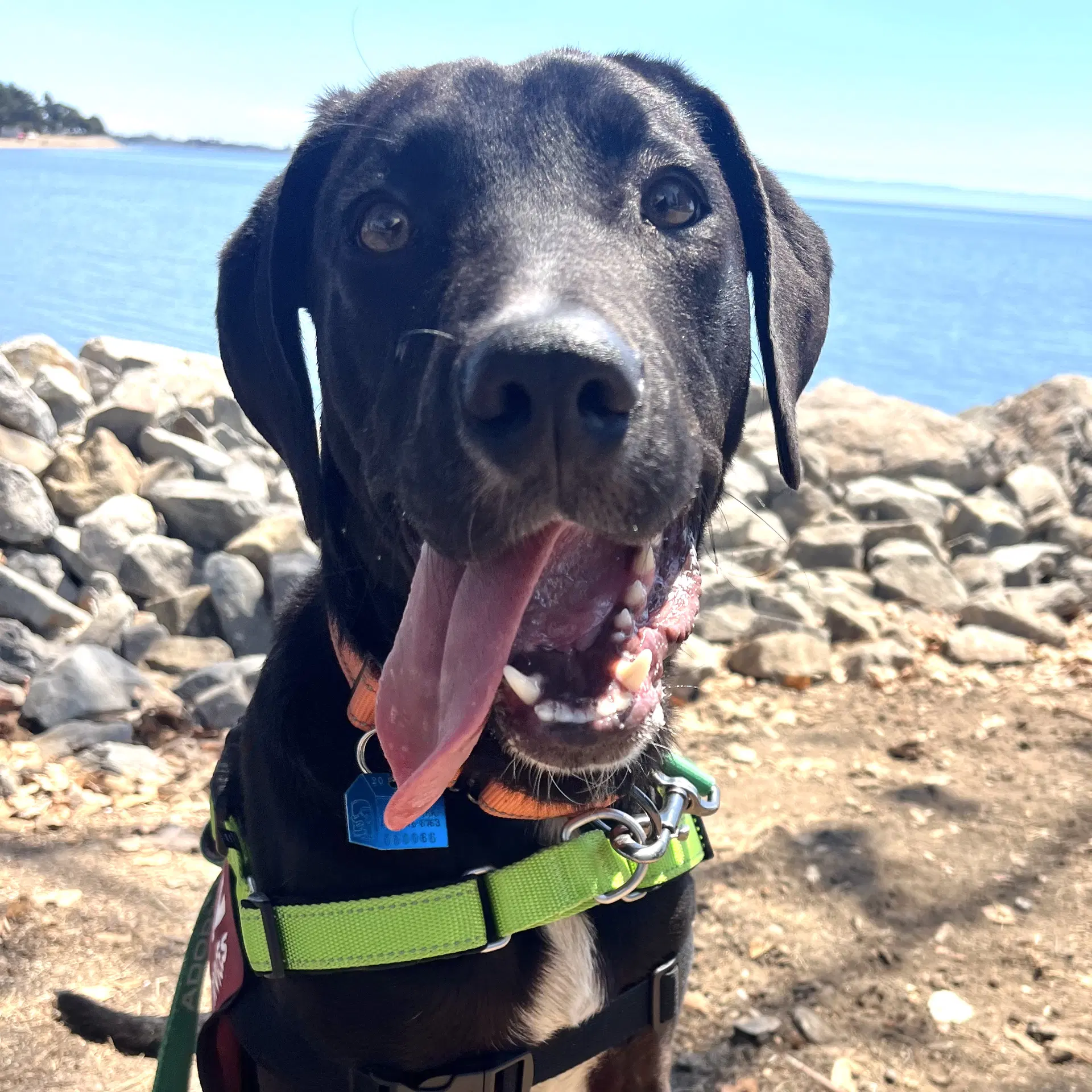 Jimmy - Labrador Retriever