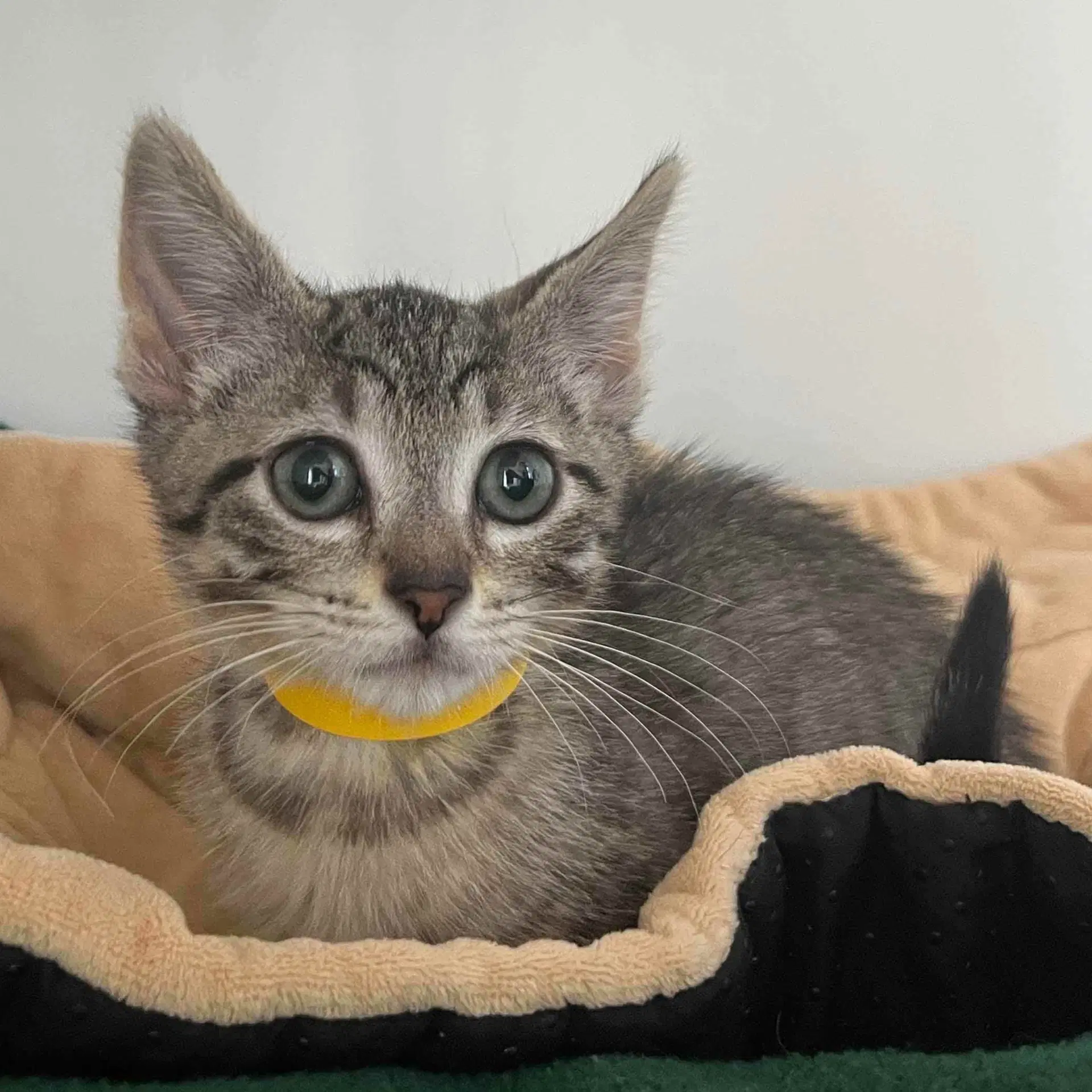 Mouse Bonded W Myrtle - Domestic Short Hair