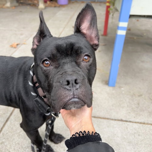 picture of the dog needing adoption