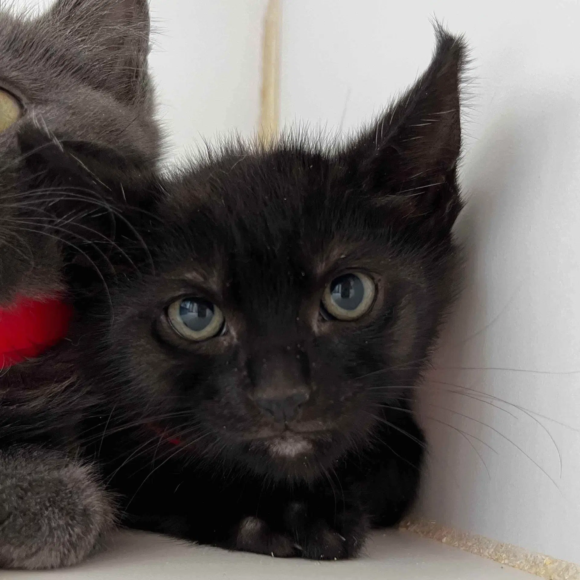 Pablo - Domestic Short Hair