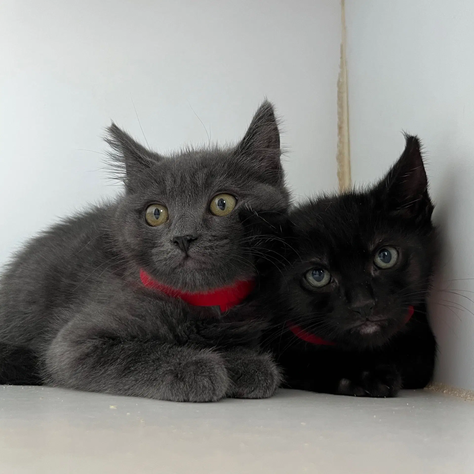 Pablo image 2