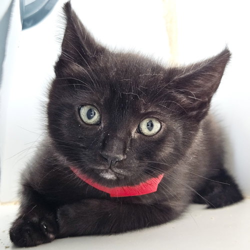 picture of the cat needing adoption