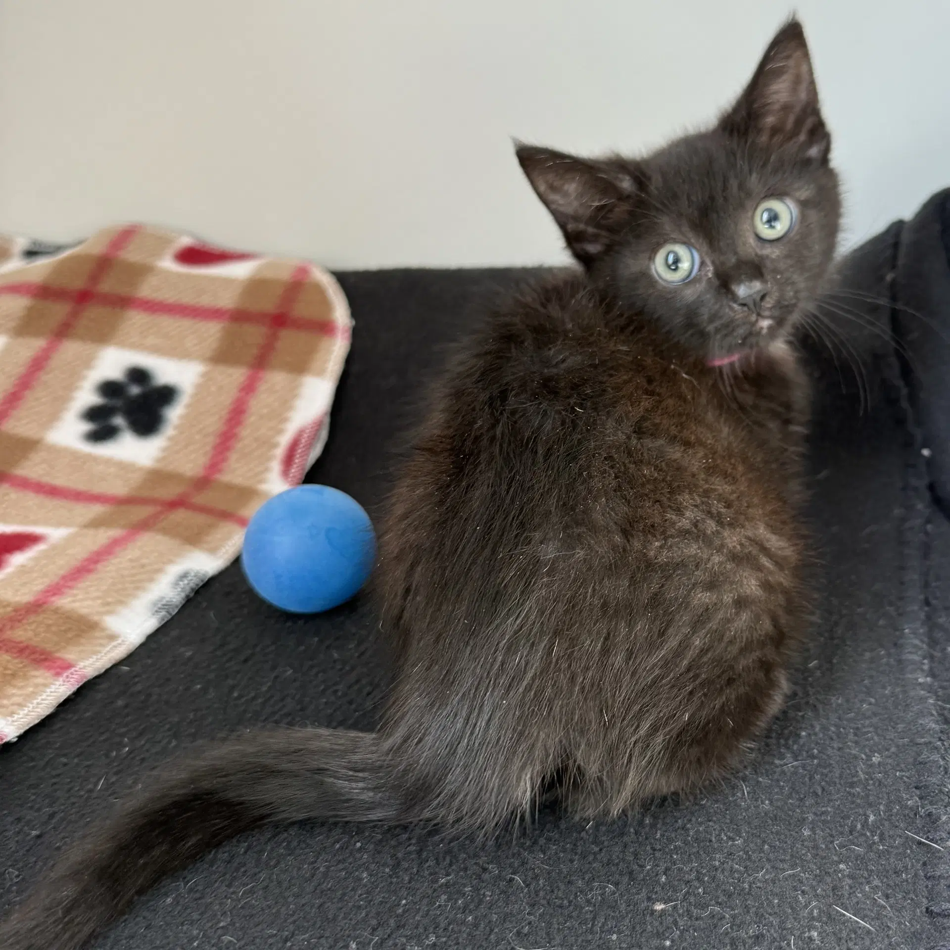 Sage Bonded W Thyme - Domestic Short Hair