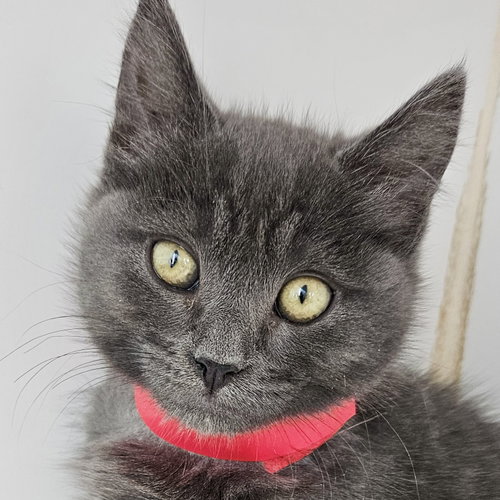 picture of the cat needing adoption