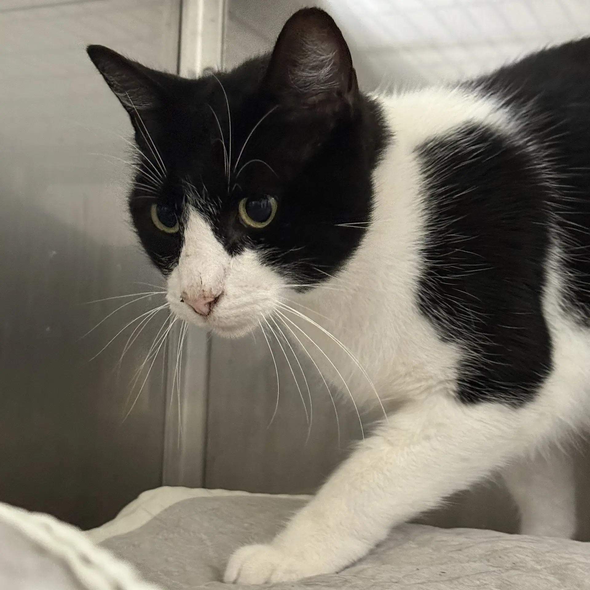 Oreo - Domestic Short Hair