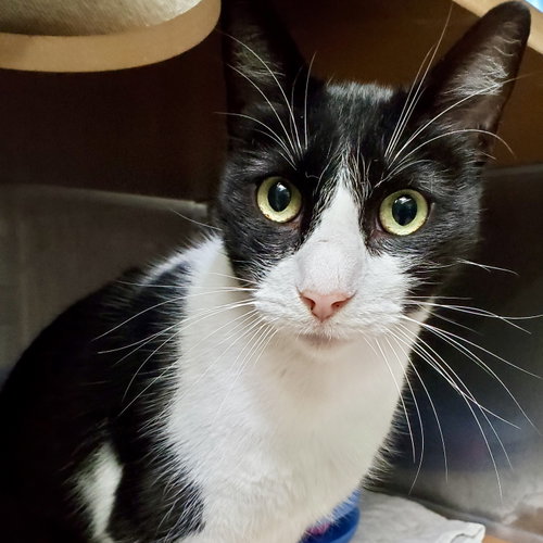picture of the cat needing adoption
