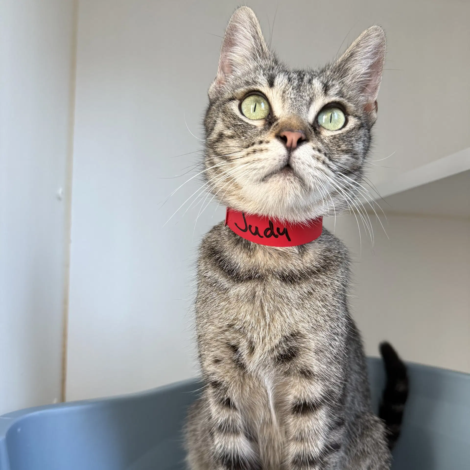 Judy - Domestic Short Hair