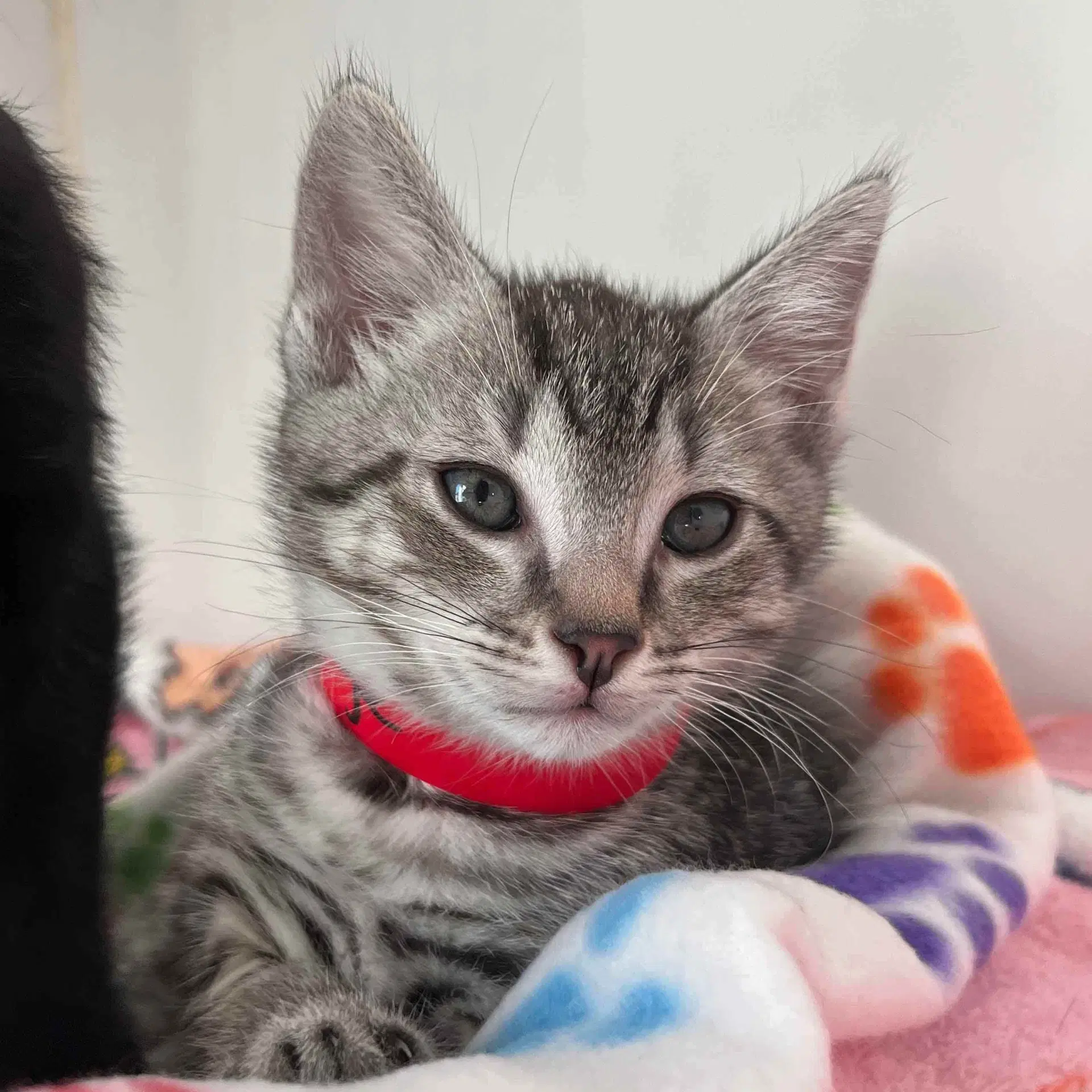 Grunge Bonded W Elmo - Domestic Short Hair