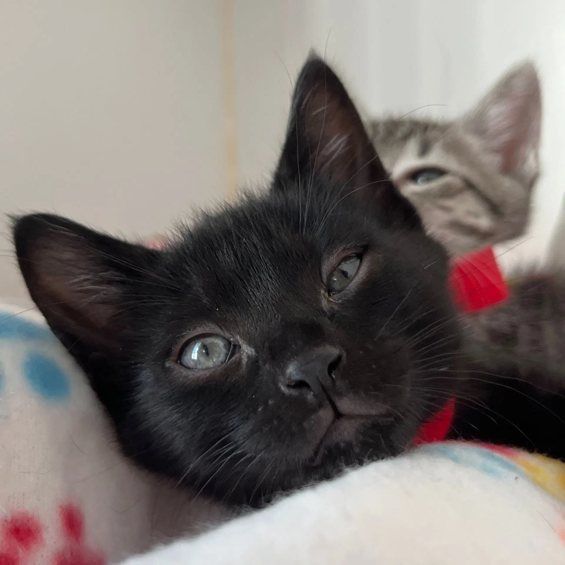 Elmo Bonded W Grunge - Domestic Short Hair