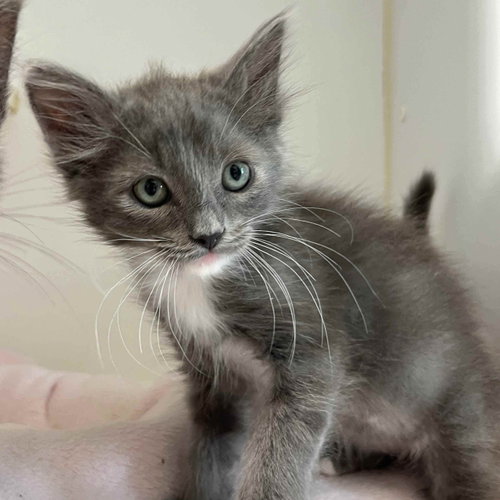 Donnie (bonded w/ Marie), a cat for adoption from Oakland Animal Services