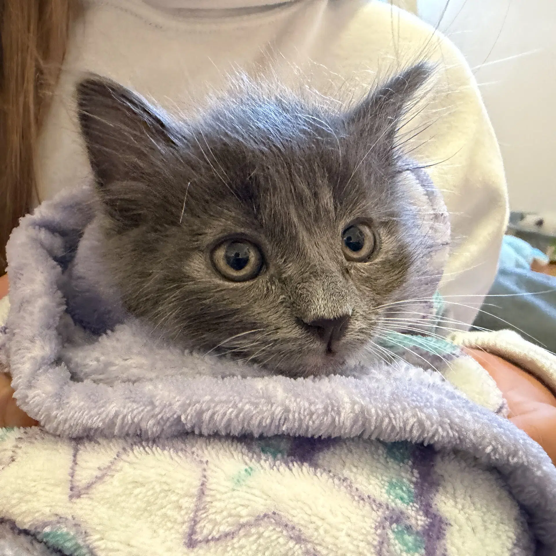 Blossom Bonded W Buttercup - Domestic Short Hair