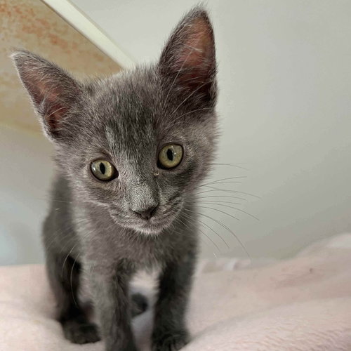 Marie (bonded w/ Donnie), a cat for adoption from Oakland Animal Services