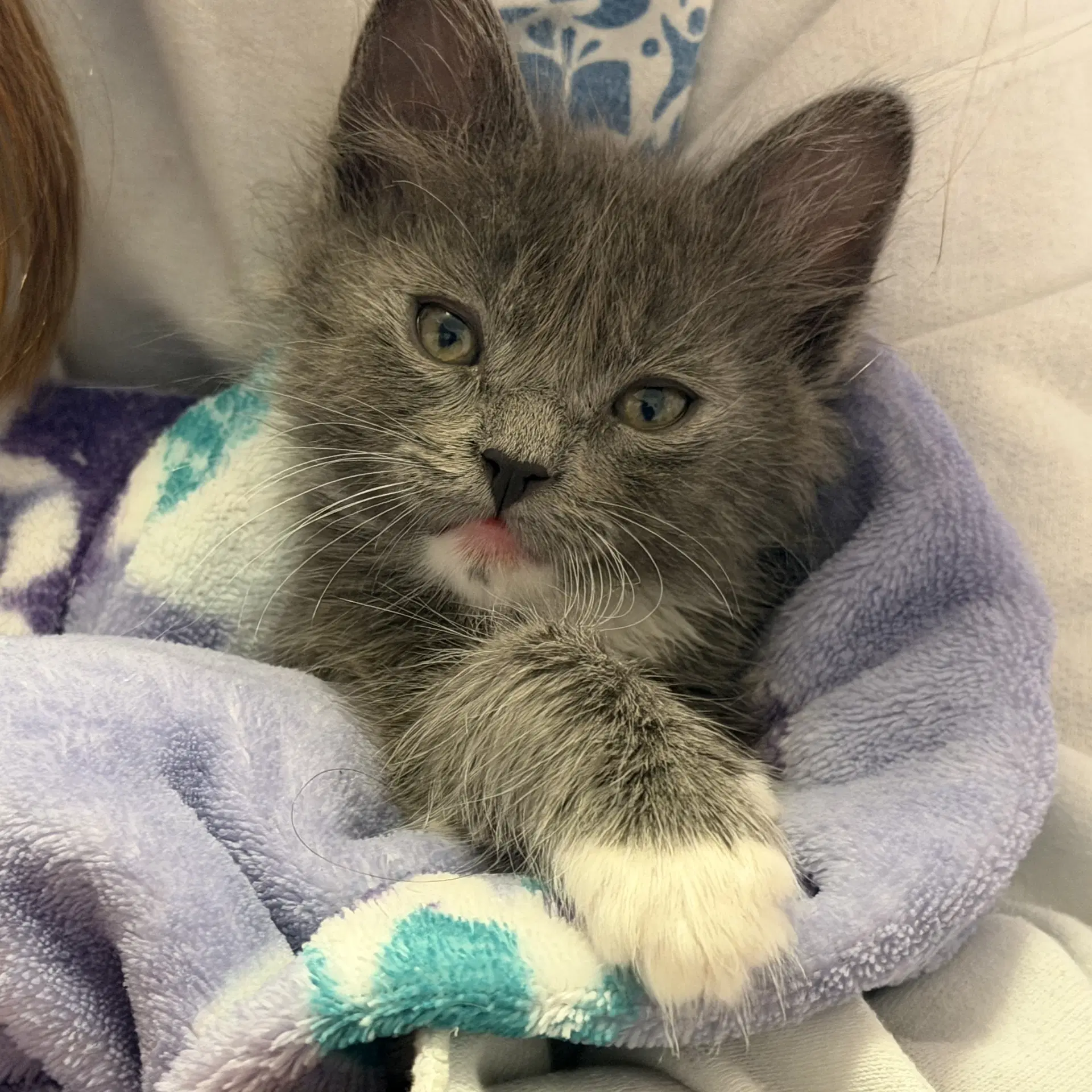 Buttercup Bonded With Blossom - Domestic Short Hair
