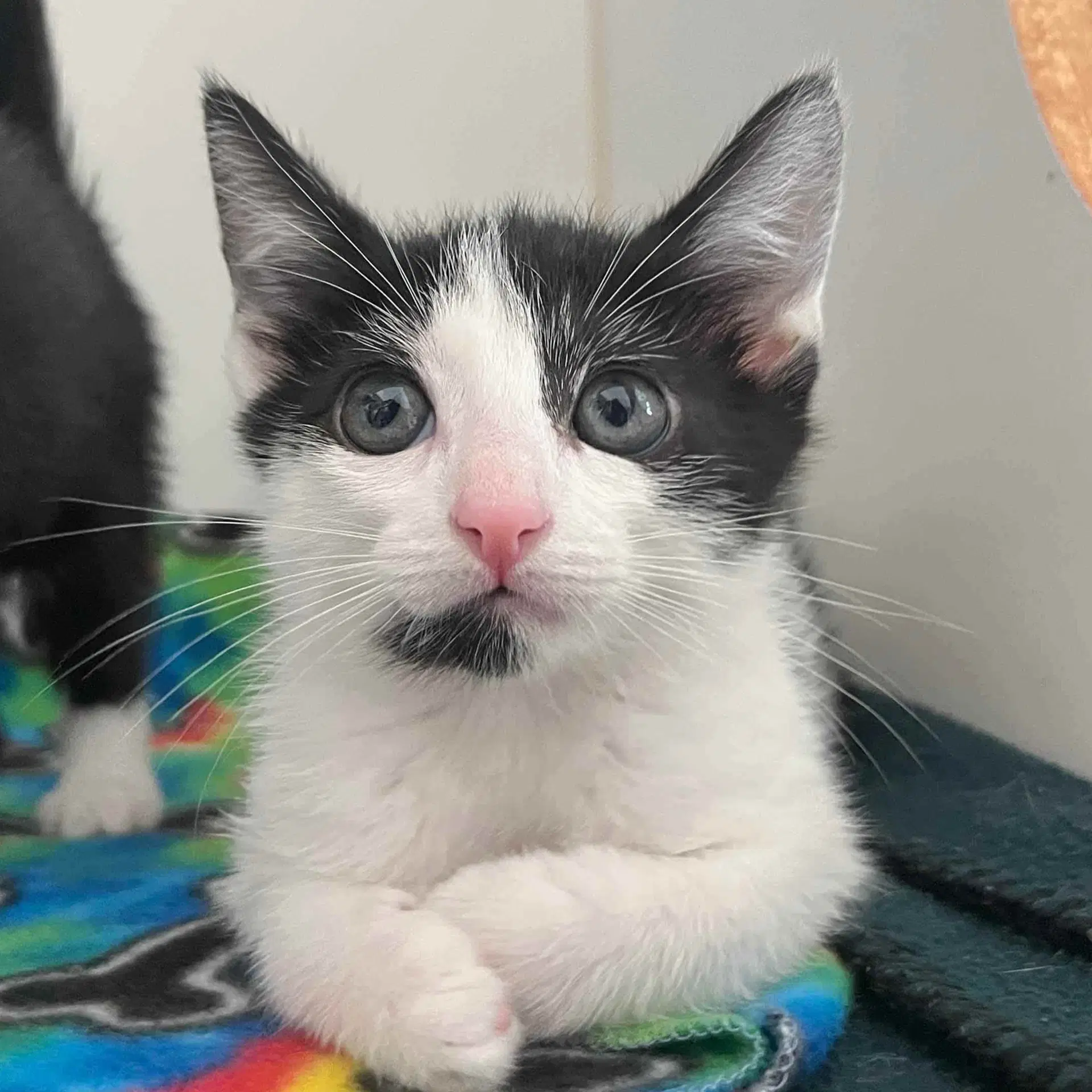 Cream Bonded W Cookie - Domestic Short Hair
