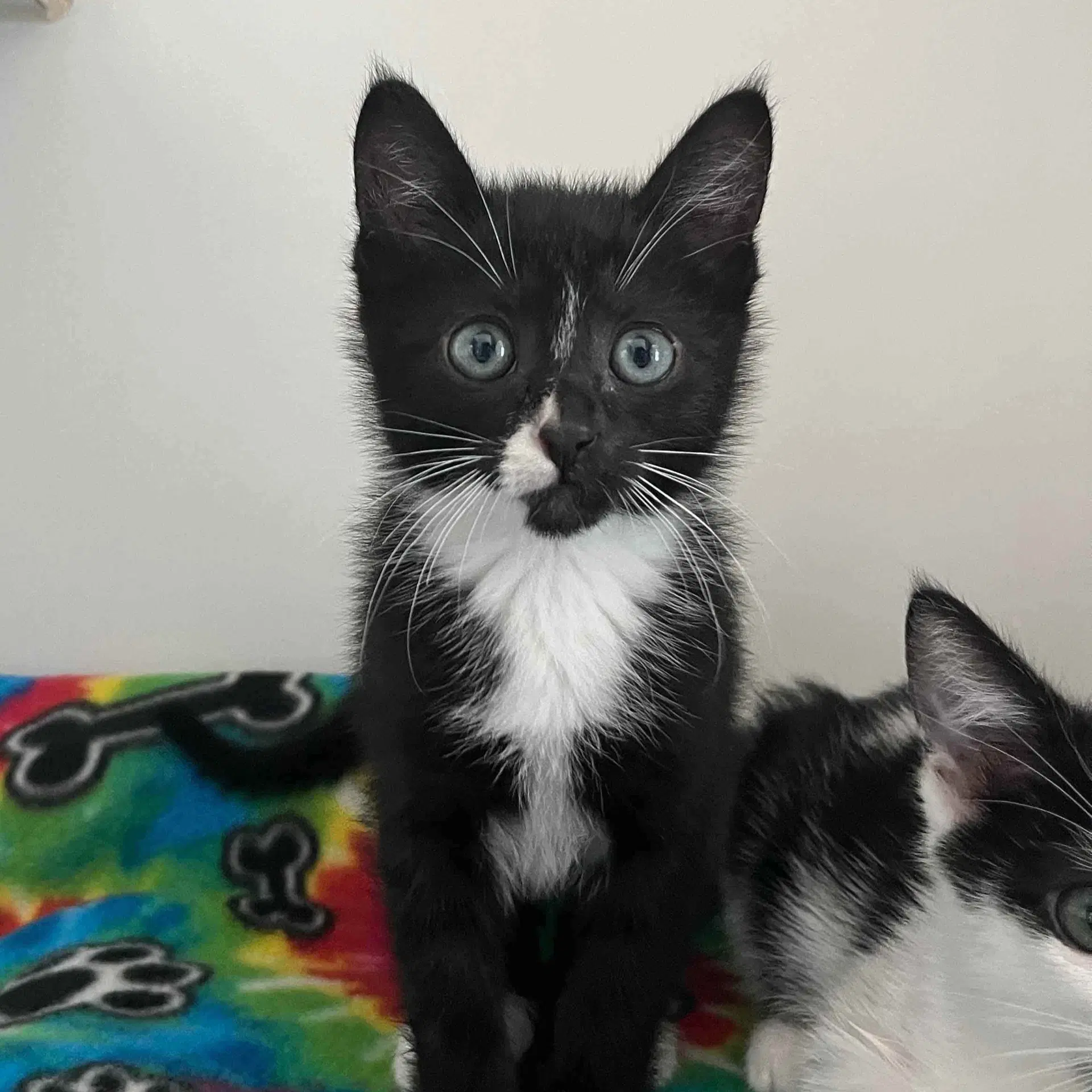 Cookie Bonded W Cream - Domestic Short Hair