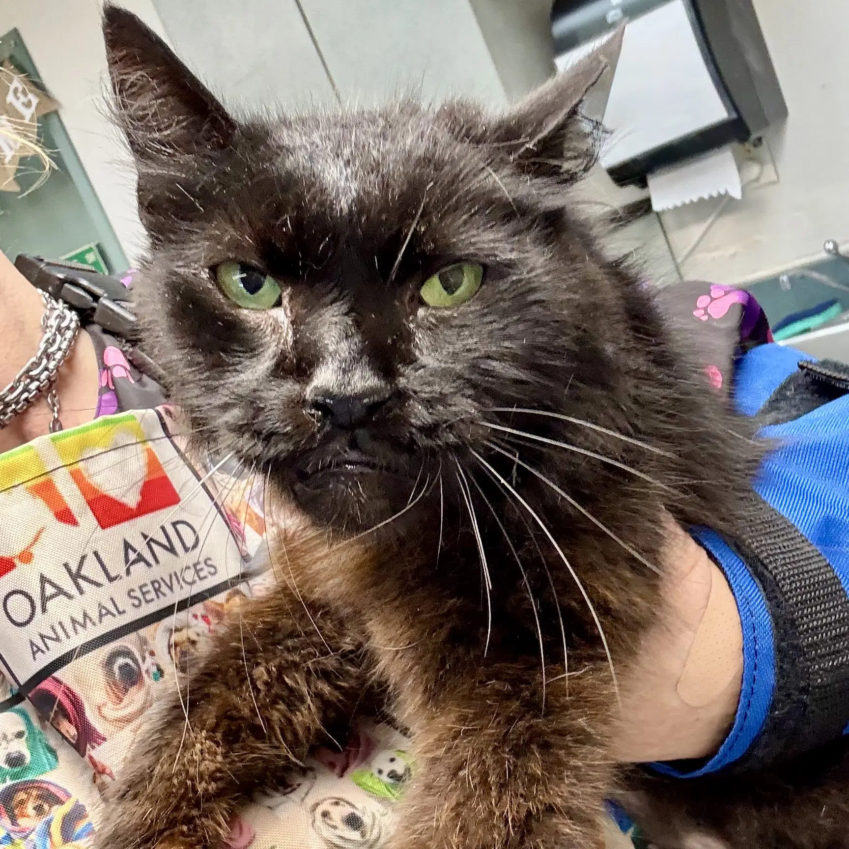 Wookie - Domestic Short Hair