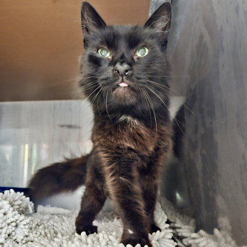 picture of the cat needing adoption