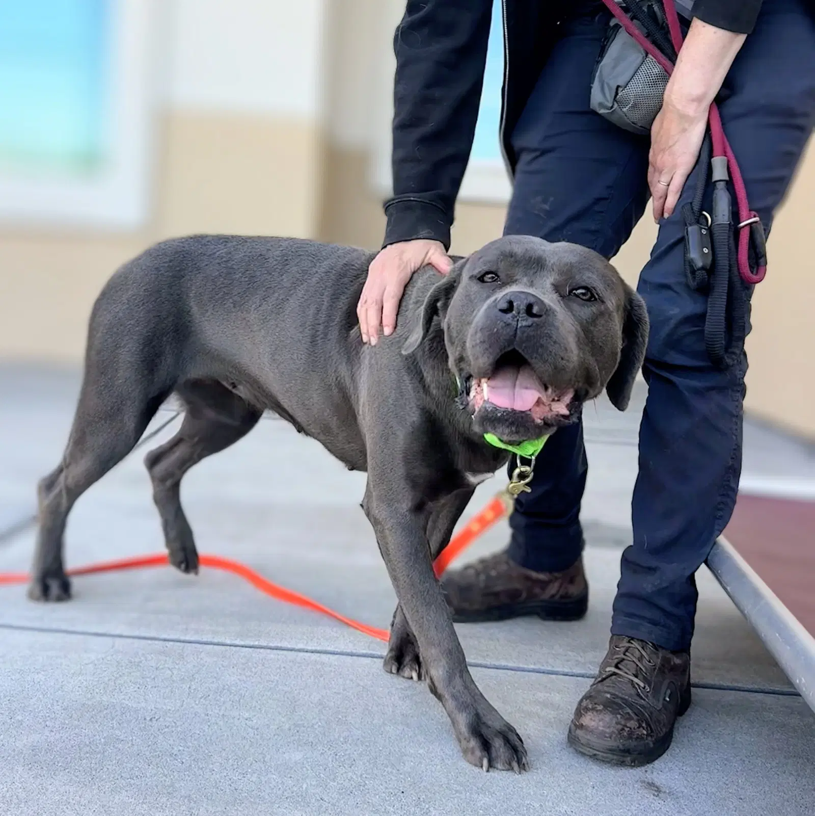 Clara - Cane Corso Mastiff