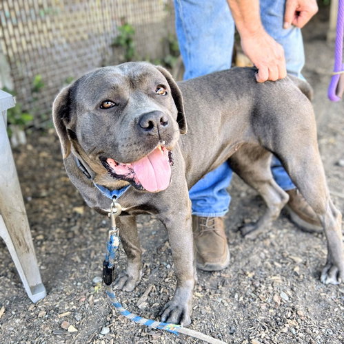 Clara, a dog for adoption from Oakland Animal Services