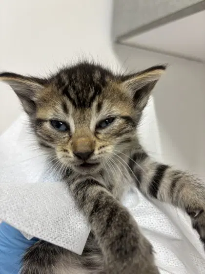 Fluffy Bonded W Flower - Domestic Short Hair