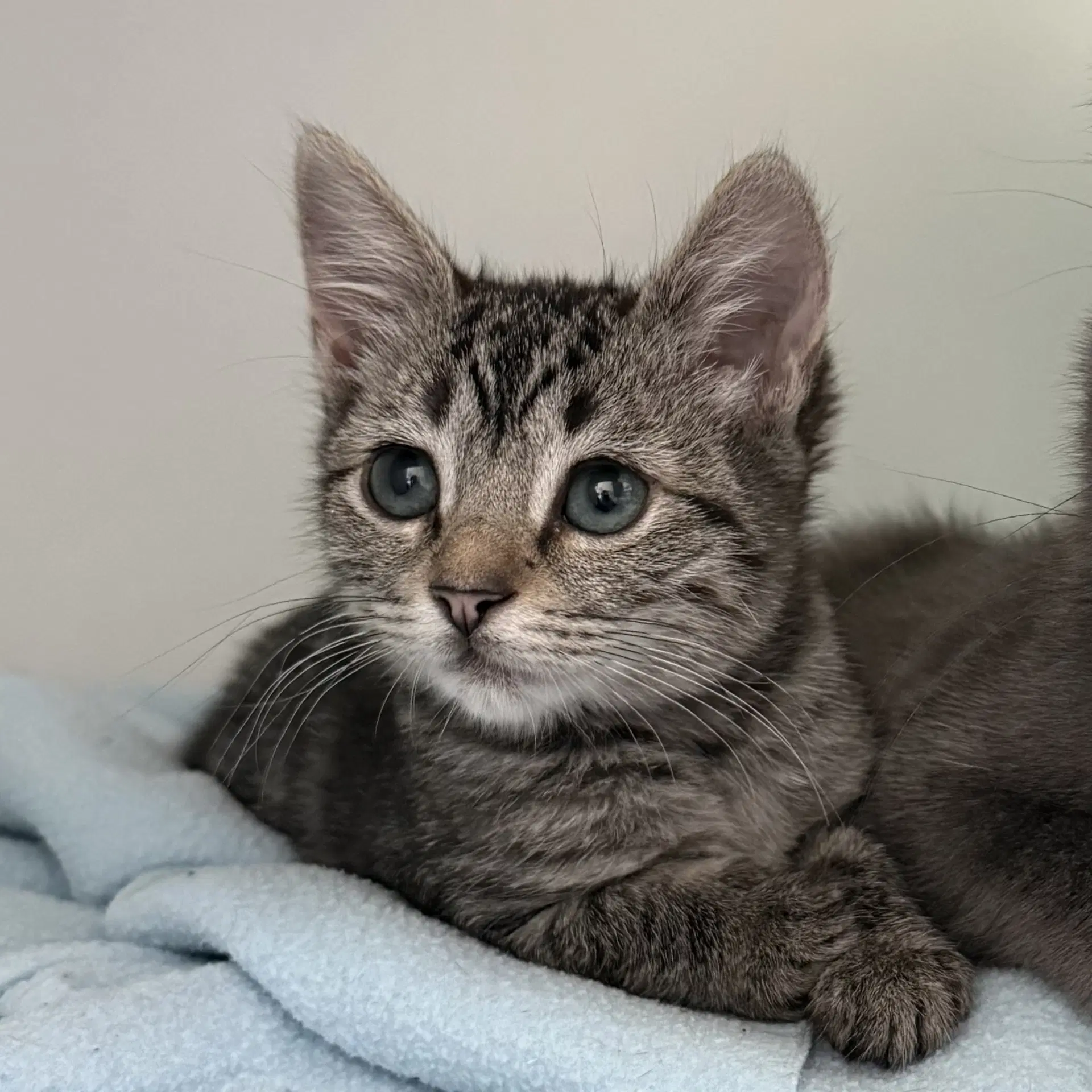 Fluffy Bonded W Flower - Domestic Short Hair