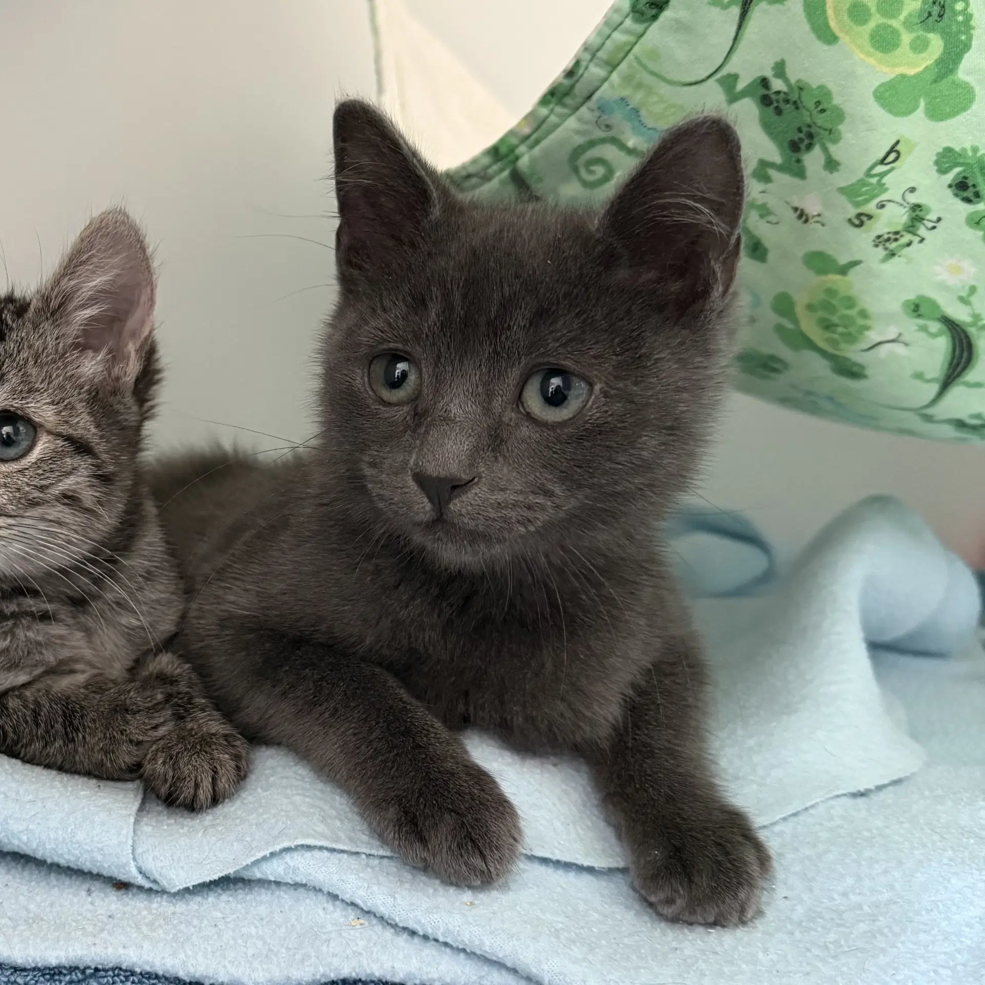 Flower Bonded W Fluffy - Domestic Short Hair