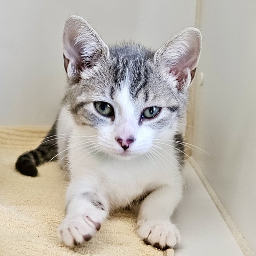 Lorlei (bonded w/ Rory), a cat for adoption from Oakland Animal Services