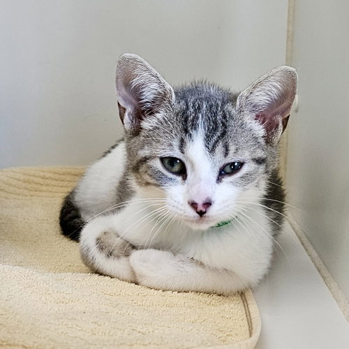 Photo 2 of Lorlei (bonded w/ Rory)