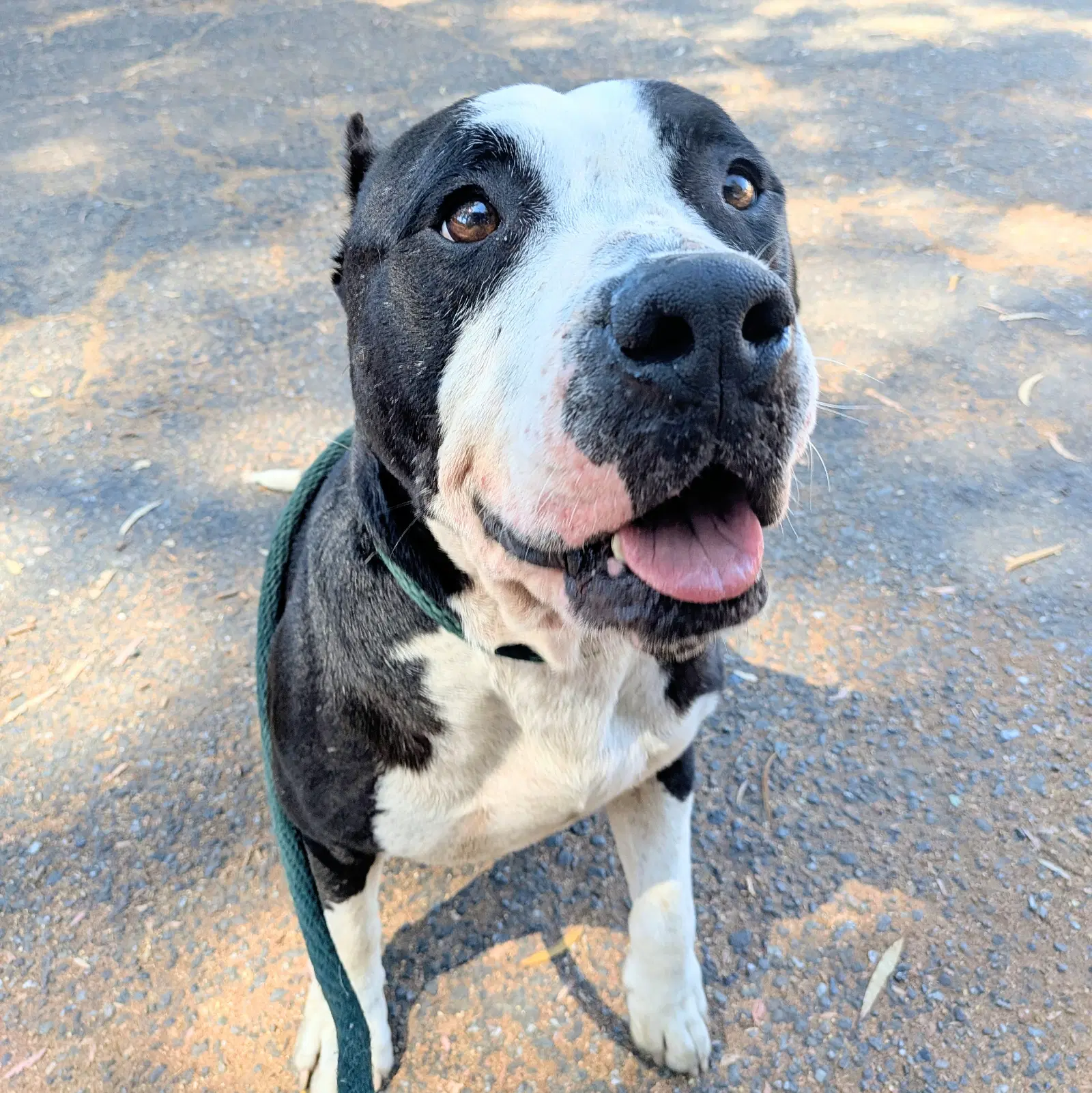 Roddy - American Pit Bull Terrier