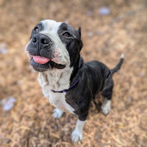 picture of the dog needing adoption