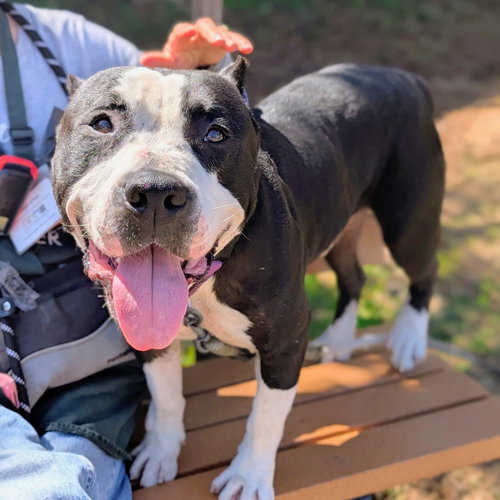 Roddy, a dog for adoption from Oakland Animal Services