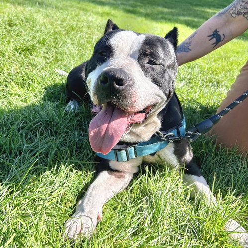 Roddy, American Pit Bull Terrier / Mixed