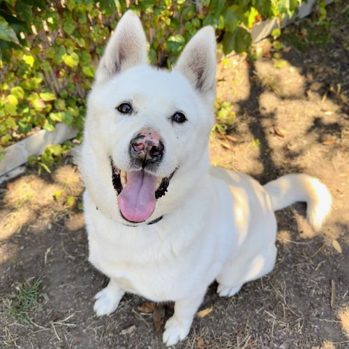 picture of the dog needing adoption
