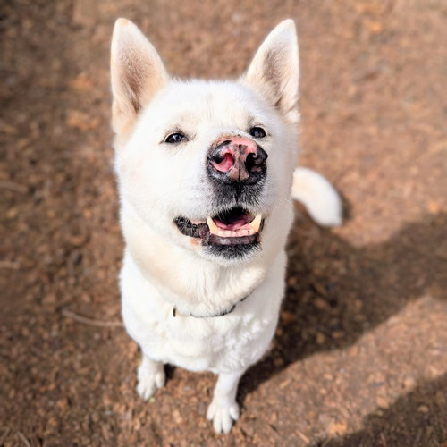 Trudy, a dog for adoption from Oakland Animal Services