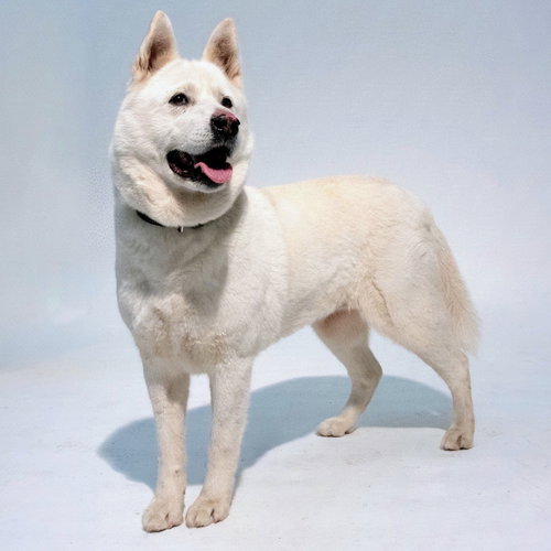 Trudy, Husky / Akita / Mixed