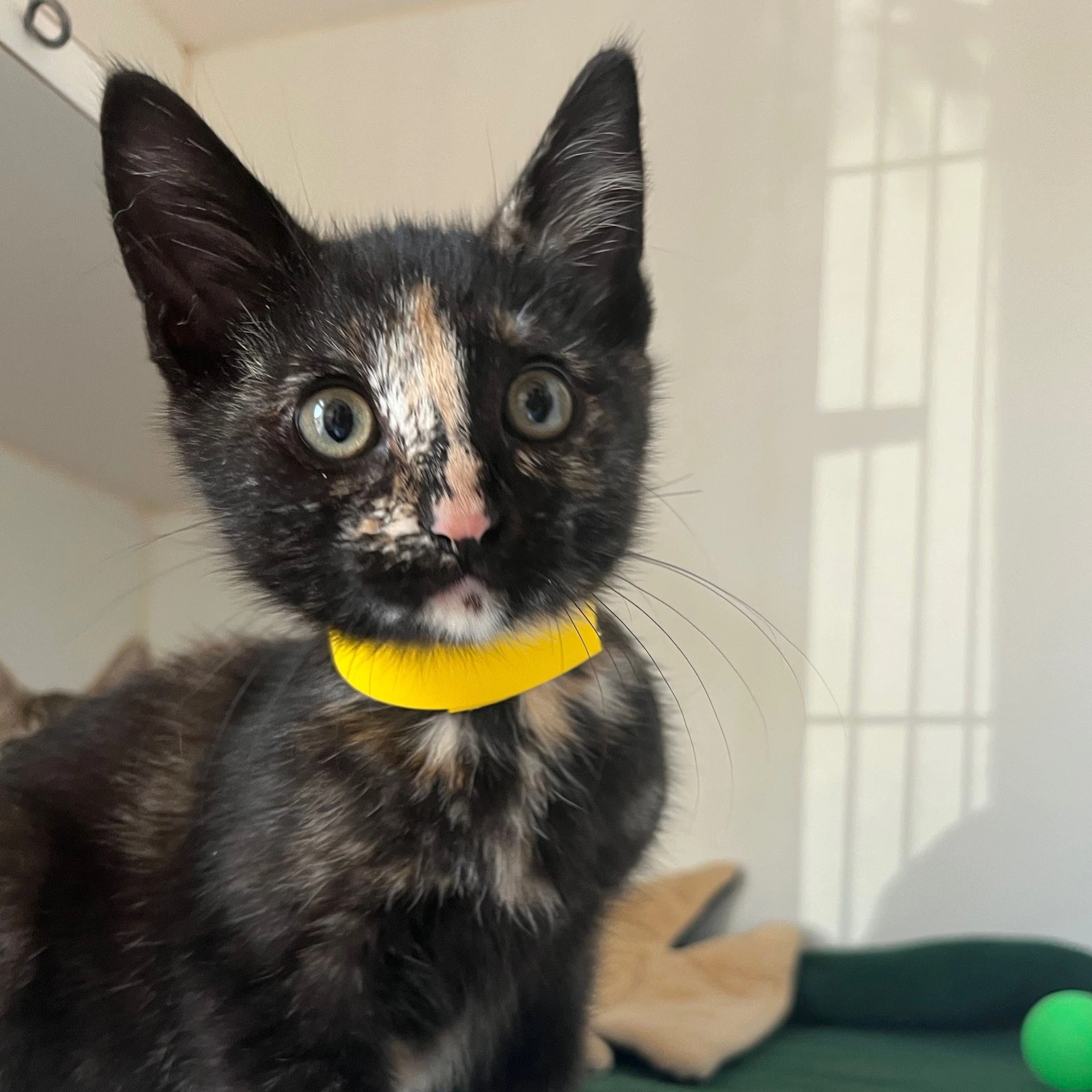 Myrtle Bonded W Mouse