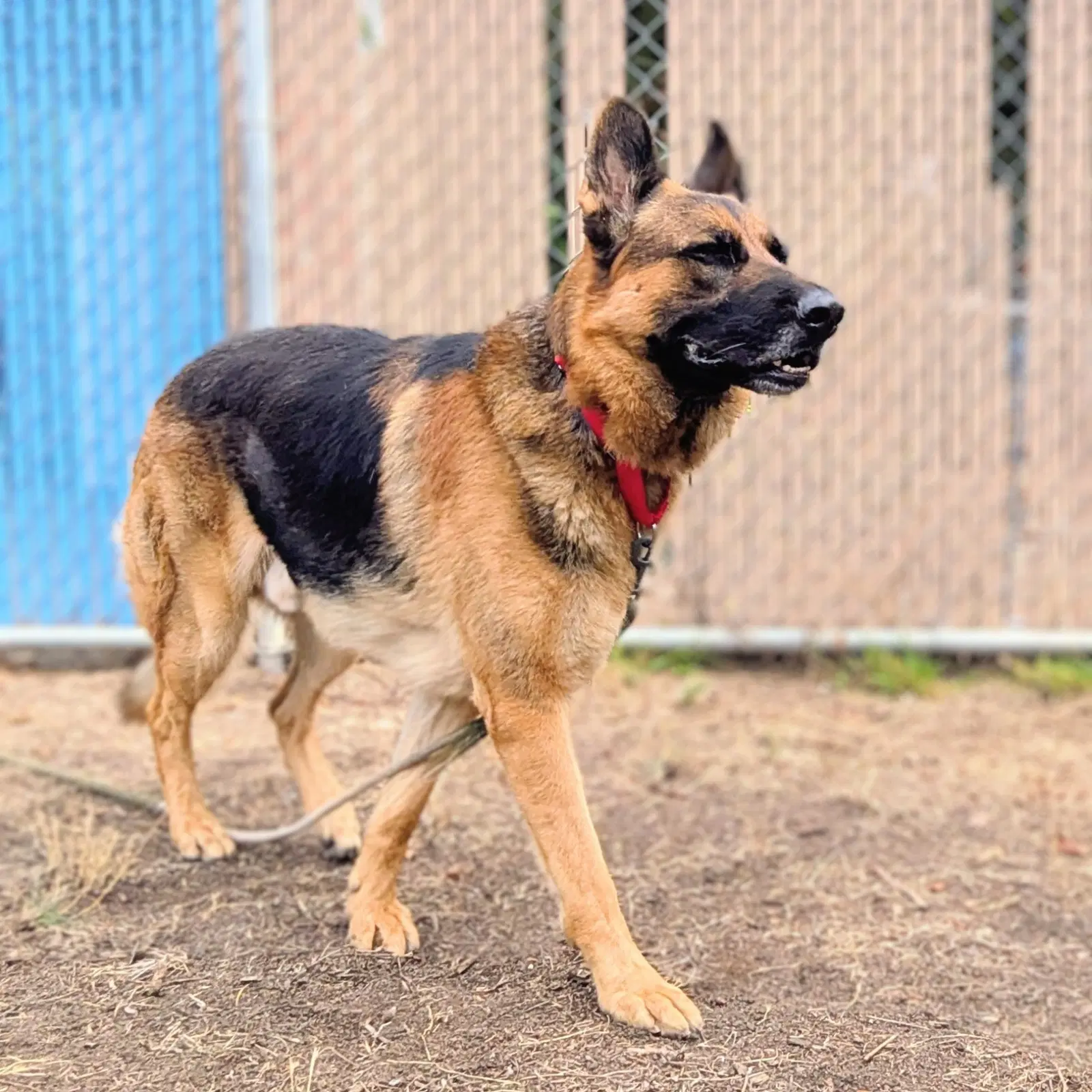 Kuma image 2