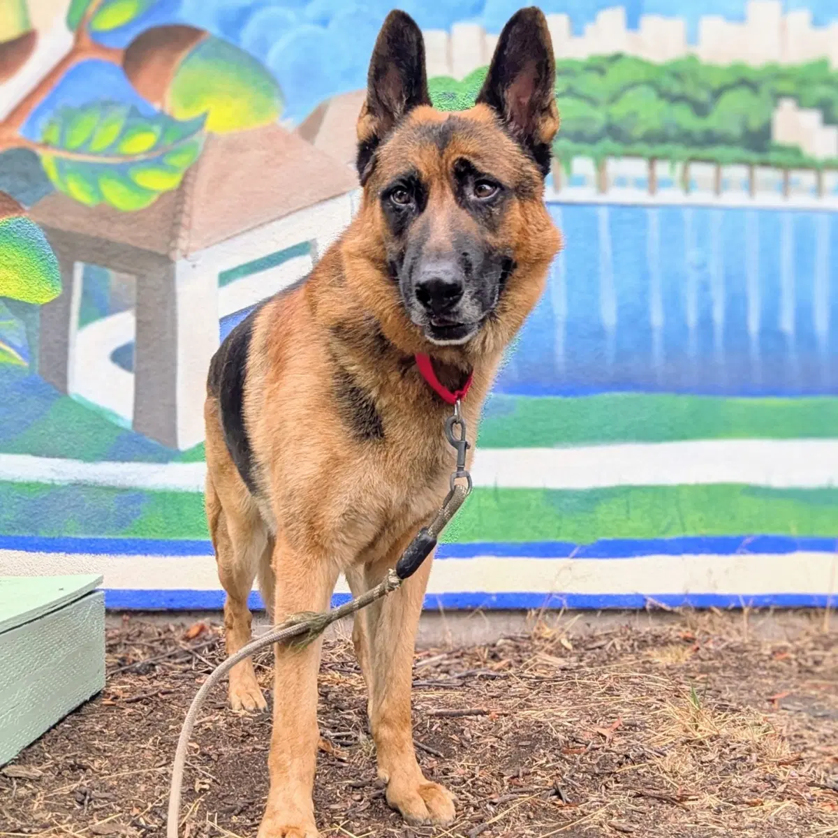 Kuma - German Shepherd Dog