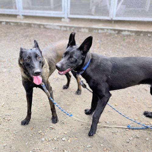 Photo 3 of Azabache