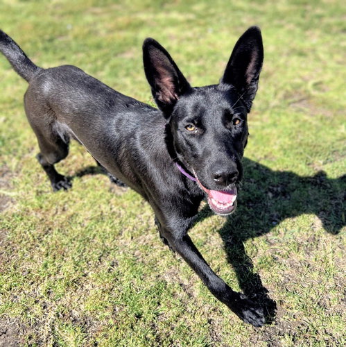 Azabache, a dog for adoption from Oakland Animal Services