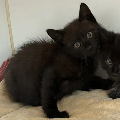 Lewis Bonded W Stewart - Domestic Short Hair
