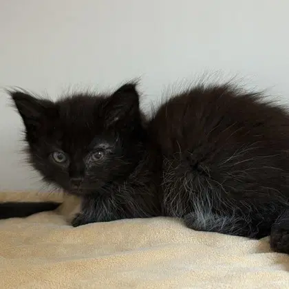 Stewart Bonded W Lewis - Domestic Long Hair