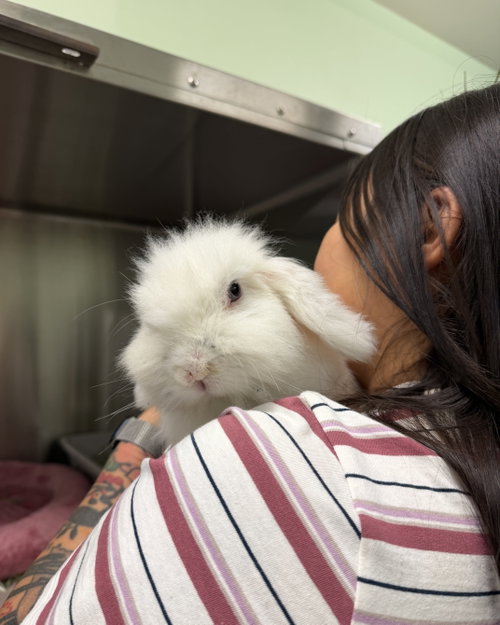 Mr. Boots, a rabbit for adoption from Oakland Animal Services