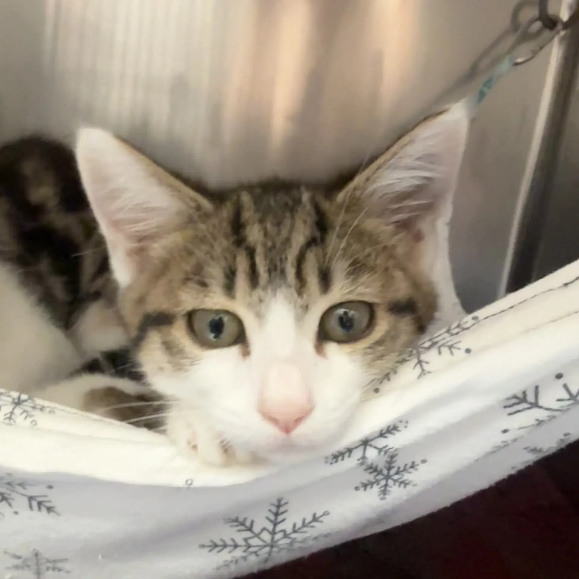 Margaret - Domestic Short Hair