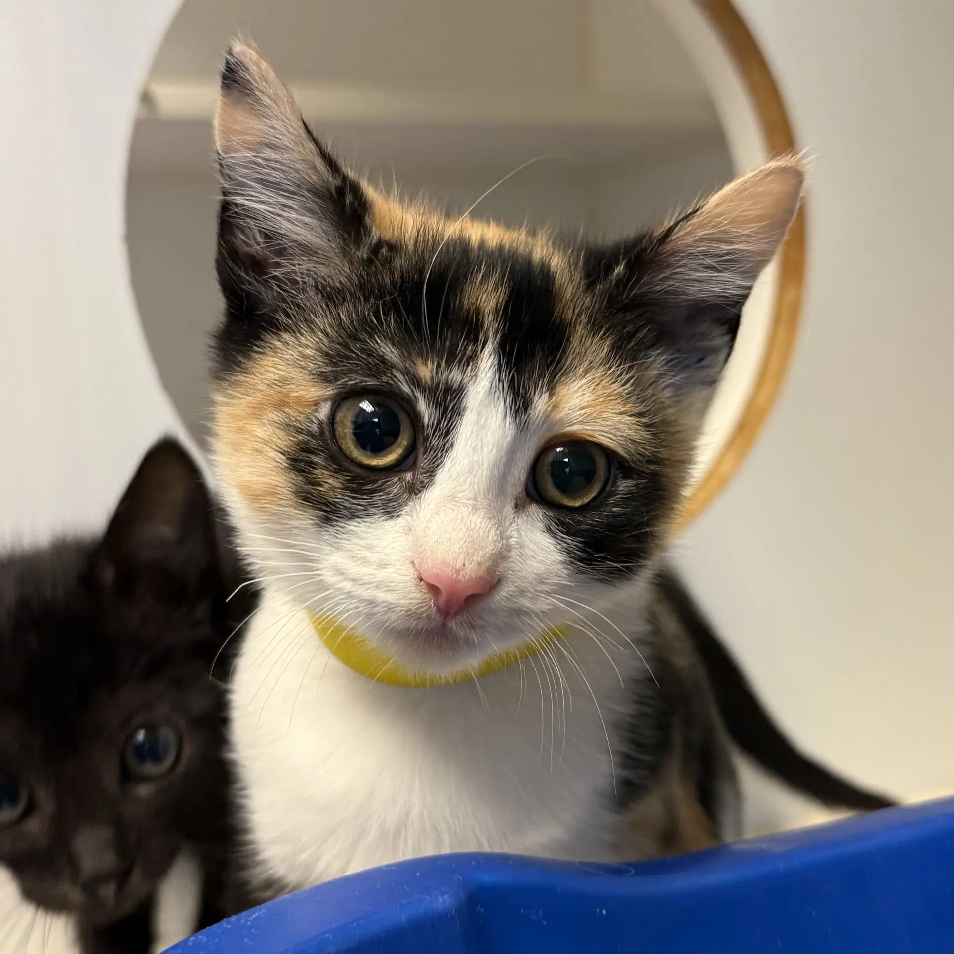 Lily Bonded W Luna - Domestic Short Hair