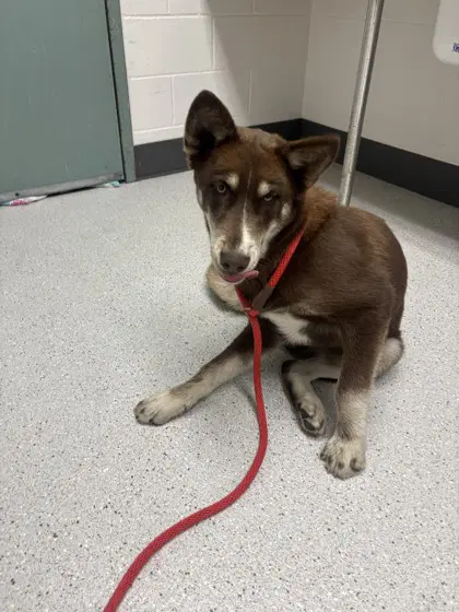 Downtown Brown - Husky